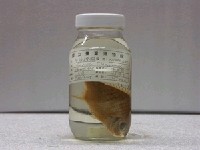 藏品(曳絲鑽嘴魚)的圖片